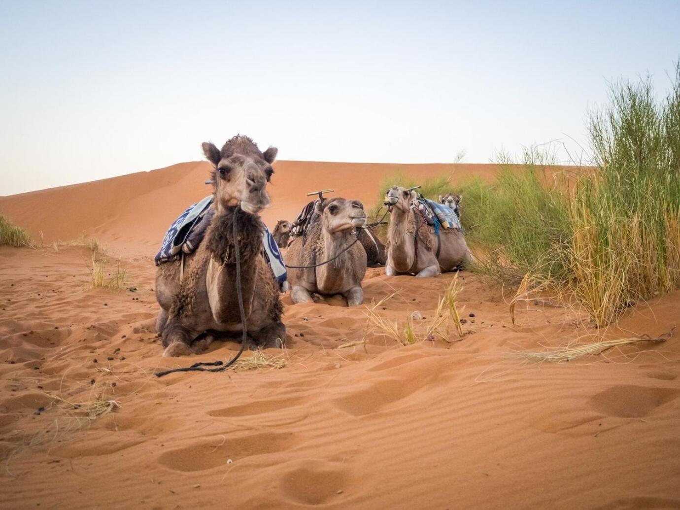 Aladdin Merzouga Camp المظهر الخارجي الصورة